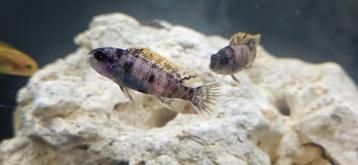 Labeotropheus trewavasae ob malawi cichliden hobbykweek  beschikbaar voor biedingen