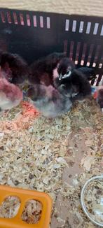 jonge kippen en kuikens te koop + 1 jonge Marans haan, Dieren en Toebehoren, Tam