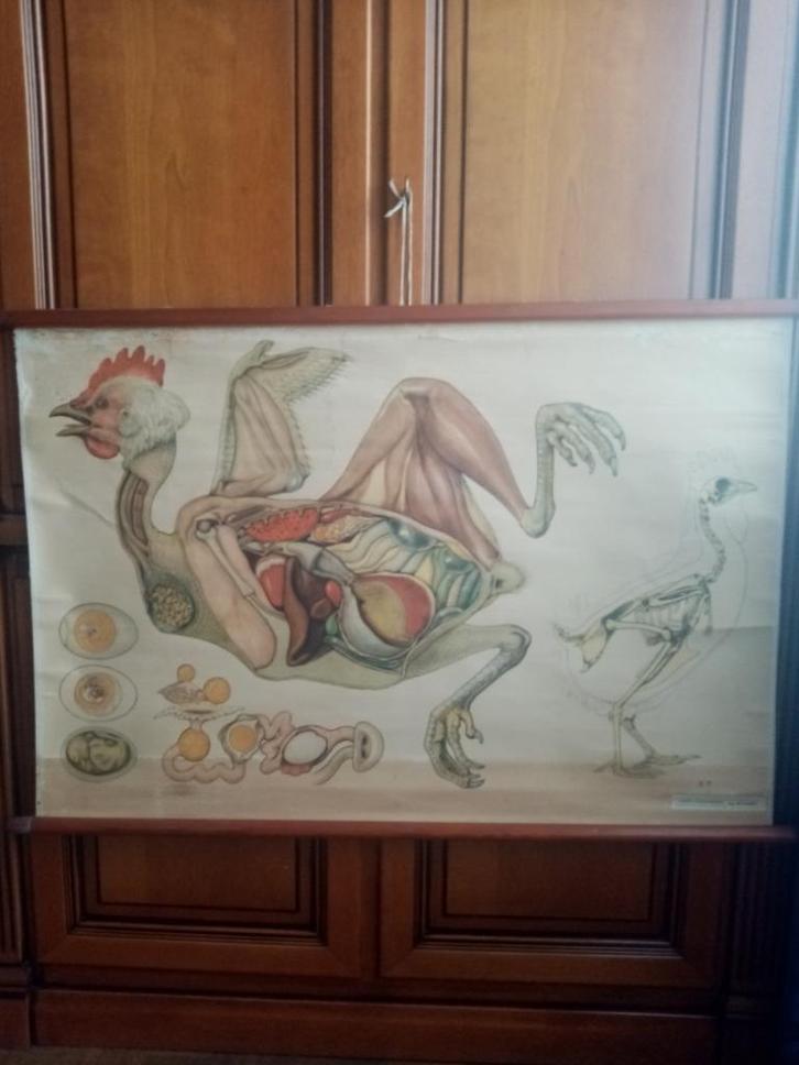 Twee schoolposters Anatomie in linnen/katoen uit de jaren 70, Verzamelen, Posters, Gebruikt, Dier of Natuur, Deurposter of groter