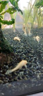 Ancistrus albino l144 ruitenkuiser, Dieren en Toebehoren, Vissen | Aquariumvissen