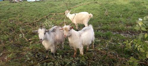 Un jeune bouc nain et une jeune chèvre naine, Animaux & Accessoires, Autres accessoires pour animaux, Enlèvement