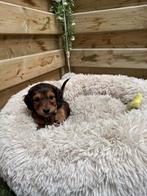 Prachtige langharige dwergteckel pups, Chien (mâle), Belgique, Poils longs, Plusieurs