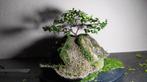 bonsai houx japonais + pot fait main, Enlèvement, Bonsai