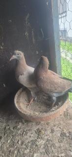 Jonge postduiven, Dieren en Toebehoren, Vogels | Duiven