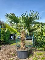 Palmboom fortunei, Jardin & Terrasse, Plantes | Arbres, En pot, Plein soleil, Enlèvement, Été