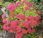 Rozebloeiende sedum ruilen of verkopen, Tuin en Terras, Planten | Tuinplanten, Ophalen of Verzenden, Zomer, Vaste plant, Volle zon