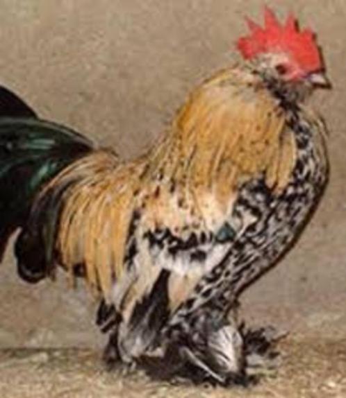 Gezocht Ukkelse baardkriel citroenporselein, Dieren en Toebehoren, Pluimvee, Kip, Meerdere dieren