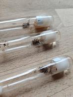 3 Lasius Niger kolonies. Mogen gratis weg., Dieren en Toebehoren