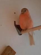 Te koop pastel goudvink man, Mannelijk, Geringd