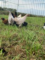 Jonge hennen en hanen, Dieren en Toebehoren, Pluimvee, Meerdere dieren, Kip