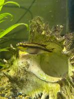 Kersenbuik vrouwtje, Dieren en Toebehoren, Vis, Zoetwatervis