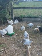 Brahma isabel patrijs, Dieren en Toebehoren, Pluimvee