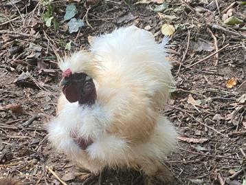 Mooi haanshowmeisje OM TE GEVEN beschikbaar voor biedingen