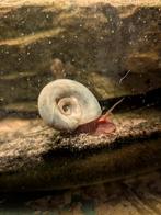 Blauwe posthoornslakken