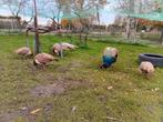 Pauwenkoppel 3jr oud + 5 kleine pauwen geboren in juni., Dieren en Toebehoren, Meerdere dieren, Overige soorten
