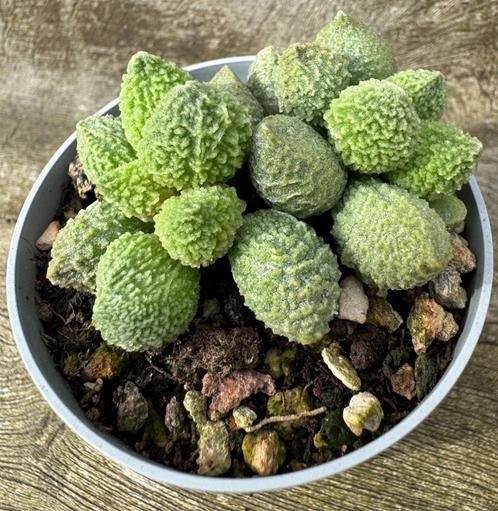 Adromischus Marianiae Herrei, Huis en Inrichting, Kamerplanten, Vetplant, Minder dan 100 cm, Verzenden