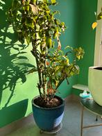 Plant + pot, Tuin en Terras, Planten | Bomen, Ophalen