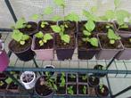 1 jarige Hibiscus planten, Tuin en Terras, Planten | Tuinplanten, Ophalen