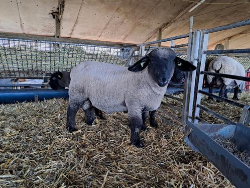 Suffolk lammeren, Dieren en Toebehoren, Schapen, Geiten en Varkens