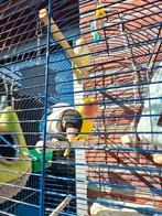 Agaporissen. Koppeltje en een mannetje., Dieren en Toebehoren, Vogels | Parkieten en Papegaaien