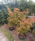 Japanse esdoorn, Tuin en Terras, Ophalen