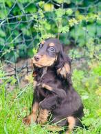 Belgische Engelse cocker pupjes zoeken een mandje, CDV (hondenziekte), Meerdere, 8 tot 15 weken, Meerdere dieren
