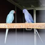 halsbandparkieten violet/opaline/wkwst X blauw opaline/wkwst, Dieren en Toebehoren, Meerdere dieren, Parkiet, Geringd