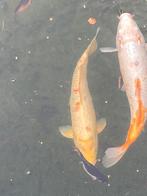 2 grote kois (40 cm), Dieren en Toebehoren, Vissen | Vijvervissen
