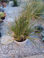 Planten, Tuin en Terras, Planten | Tuinplanten, Ophalen