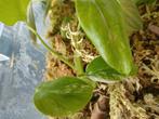 Monstera variegata, Ophalen of Verzenden