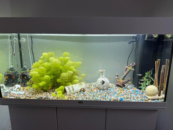 Juwel Aquarium + vissen + toebehoren, Animaux & Accessoires, Poissons | Aquariums & Accessoires, Comme neuf, Aquarium d'eau douce rempli