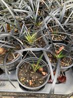 Ophiopogon Niger/zwart gras, Halfschaduw, Vaste plant, Herfst, Bodembedekkers