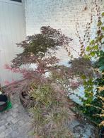 Japanse esdoorn, Tuin en Terras, Planten | Bomen, Ophalen