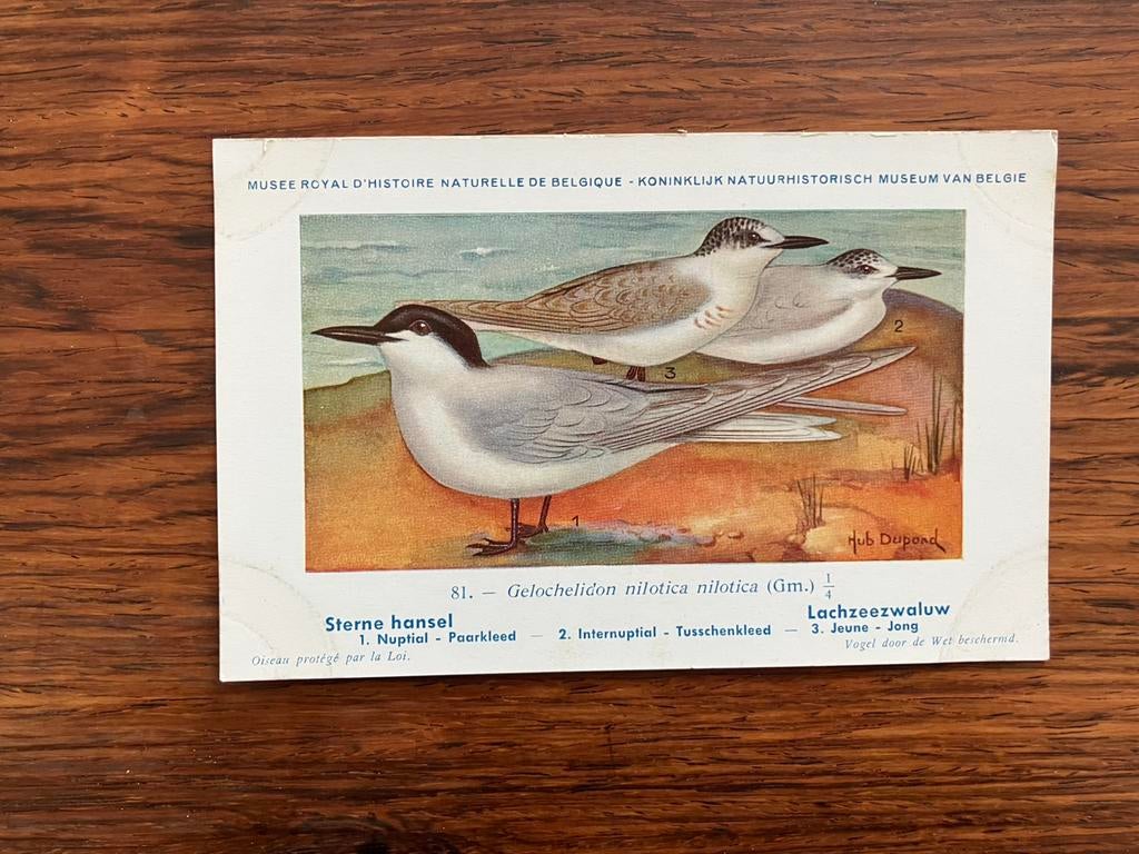 Vogels der Belgische Fauna Nr. 81 lachzeezwaluw, Collections, Cartes postales | Animaux, Enlèvement ou Envoi, 1940 à 1960, Non affranchie