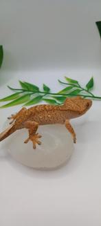 1.0 Phantom Tiger 50% Het Axanthic wimpergekko man, Lézard, Domestique, 0 à 2 ans