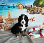 Berner sennen pups, Dieren en Toebehoren, Honden | Retrievers, Spaniëls en Waterhonden, België, Reu, 8 tot 15 weken, CDV (hondenziekte)