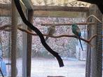 Australische parkieten, Dieren en Toebehoren, Vogels | Parkieten en Papegaaien, Meerdere dieren, Parkiet, Geringd