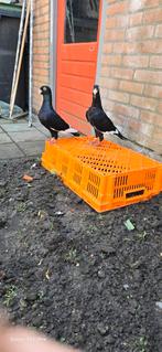 Duiven, Dieren en Toebehoren, Vogels | Duiven