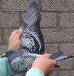 Postduif Super Inbred "HARRY", Dieren en Toebehoren, Vrouwelijk, Postduif