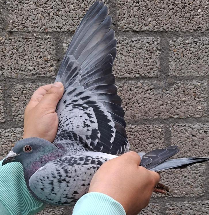 Postduif Super Inbred "HARRY", Dieren en Toebehoren, Vogels | Duiven, Postduif, Vrouwelijk