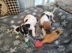 Jack Russel pups, Dieren en Toebehoren, België, Jack Russell Terriër, 8 tot 15 weken, Meerdere