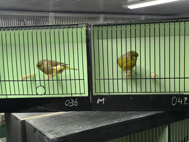 mooie glosters , tt waardig, Dieren en Toebehoren, Vogels | Kanaries, Postuurkanarie, Meerdere dieren