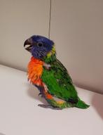 Swainson Lorikeet, Dieren en Toebehoren, Vogels | Parkieten en Papegaaien, Geslacht onbekend, Papegaai, Geringd