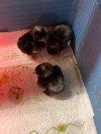 3 kuikens mechelse koekoek, Dieren en Toebehoren, Pluimvee