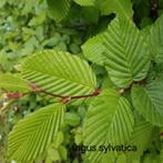 Fagus sylvatica!, Tuin en Terras, Ophalen