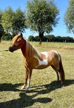 Amerikaanse miniatuurpaarden, Dieren en Toebehoren, Merrie, Gechipt