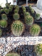 winterharde cactussen, Tuin en Terras, Planten | Tuinplanten, Ophalen