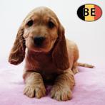 Speelse en lieve Cocker English pups te koop, Dieren en Toebehoren, Parvo, België, Handelaar, 8 tot 15 weken