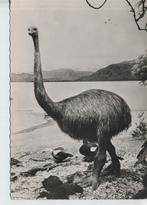 Moa ou dinornis inédit, Collections, Cartes postales | Animaux, Non affranchie, Animal sauvage, Envoi