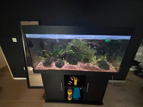 Aquarium juwel, Dieren en Toebehoren, Vissen | Aquariumvissen